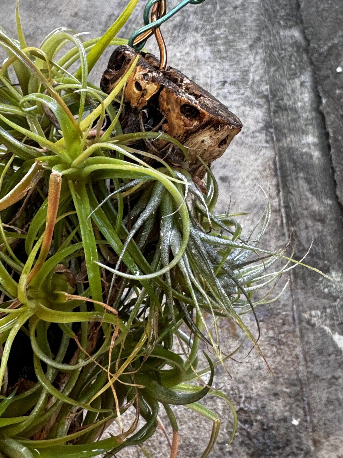 Help identifying this issue Help identifying this issue