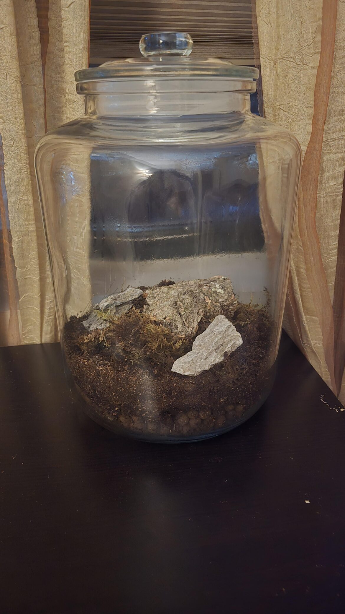 First terrarium, but only with moss