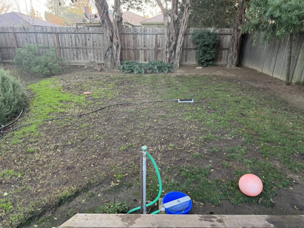 Plan of action for this backyard lawn?