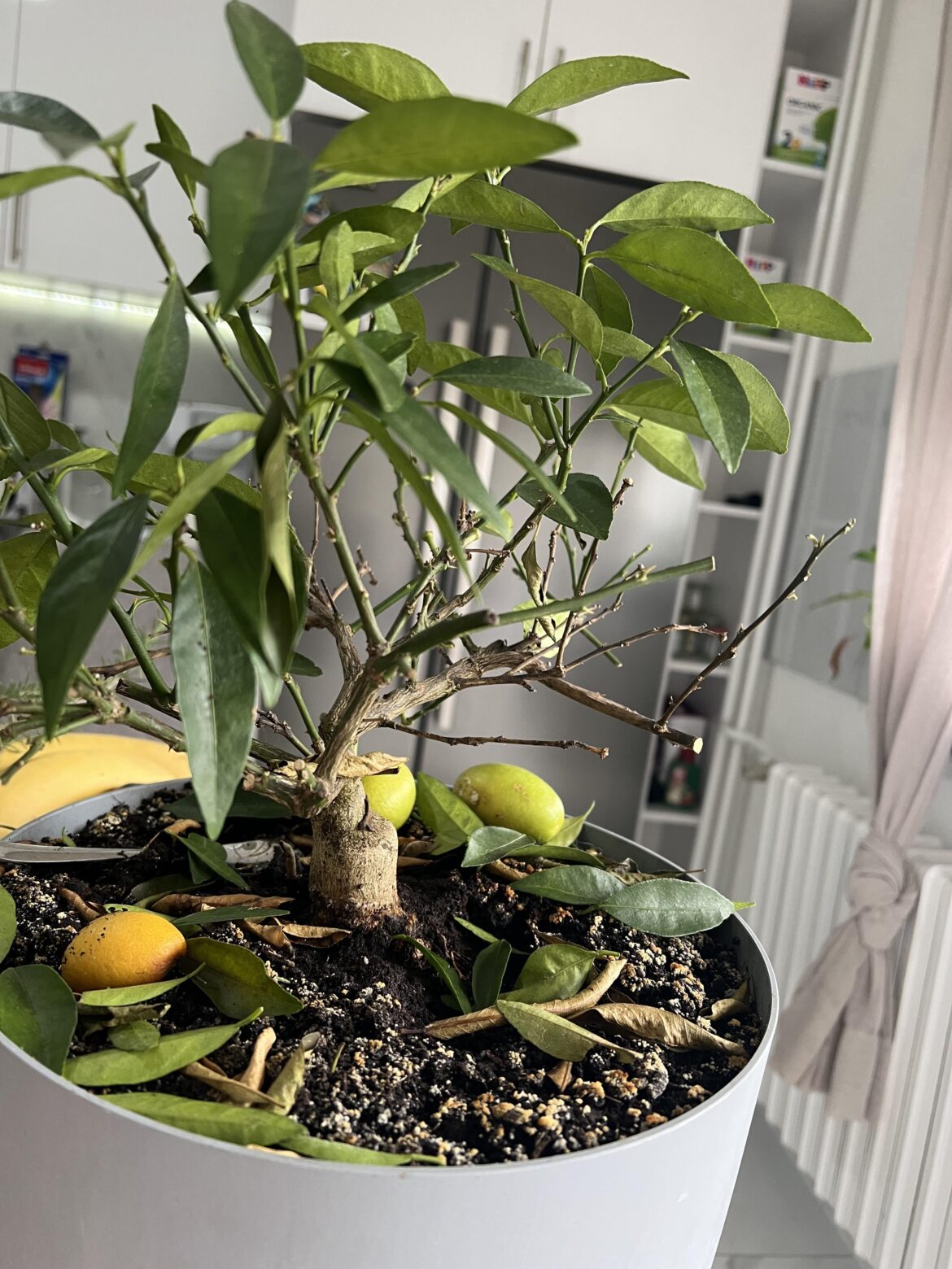 Lemon tree, leaves falling off