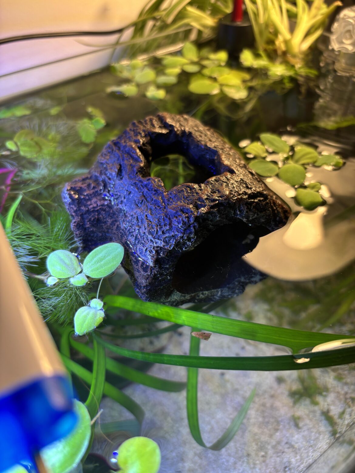 What moss could grow on this floating aquarium ‘log’?
