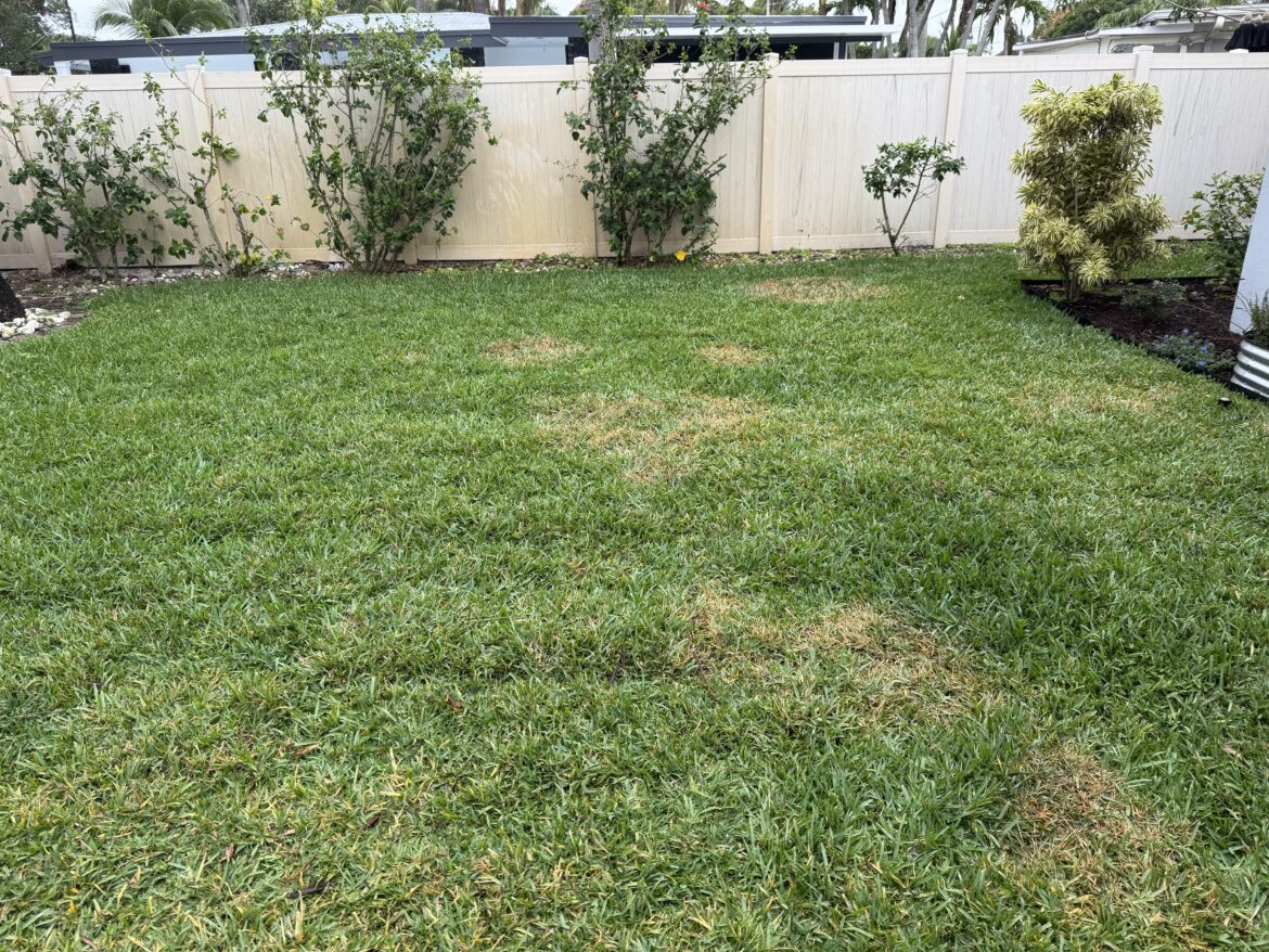 Fungus in St. Augustine grass
