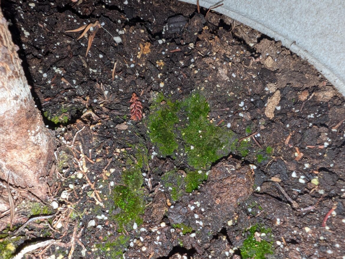 Is it possible to identify moss type? Is it possible to identify moss type?