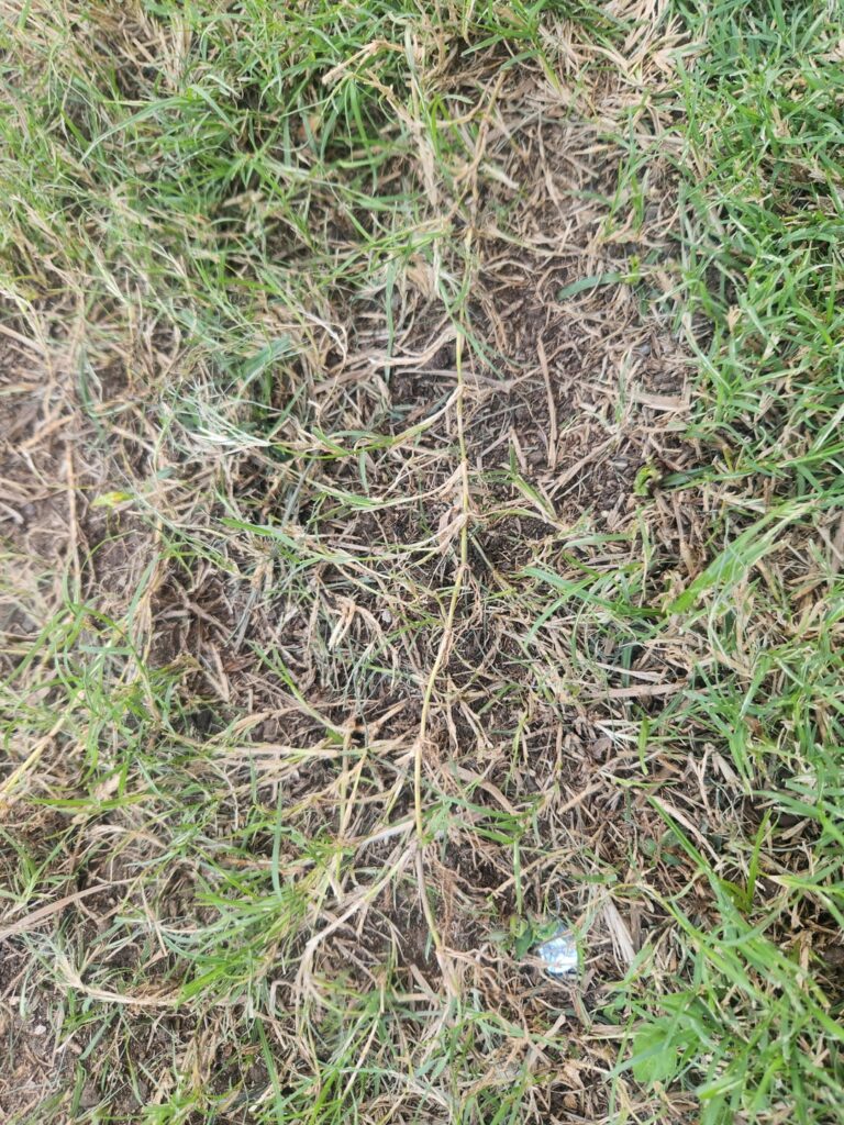 Can someone please identify this grass