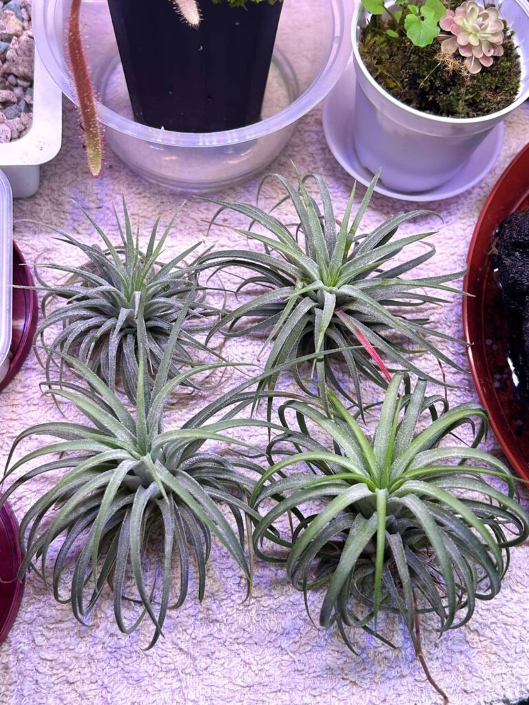 Airplant family