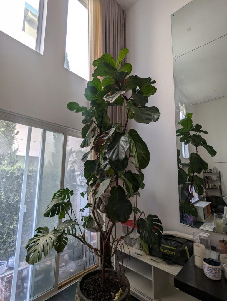 Help me identify the problem with this huge fiddle leaf tree