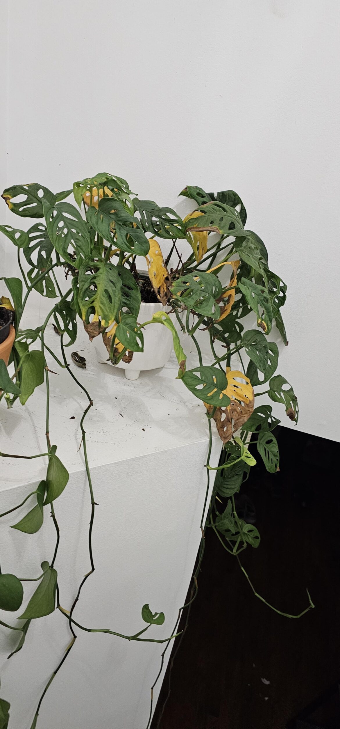 Help! My swiss cheese is turning yellow!