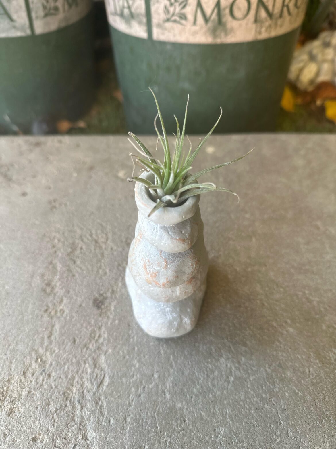 Air plant is dry?