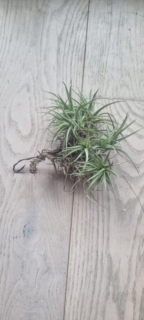 I’ve been under watering for a year… I've been under watering for a year...