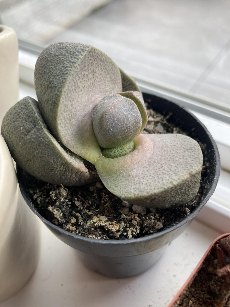 Water, repot, or nothing? Water, repot, or nothing?