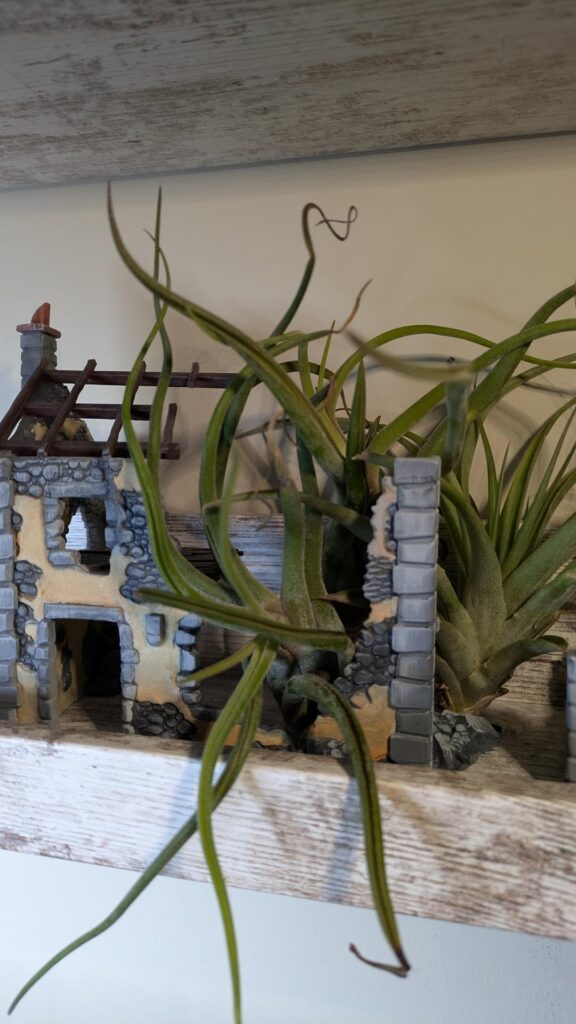 New Air Plants