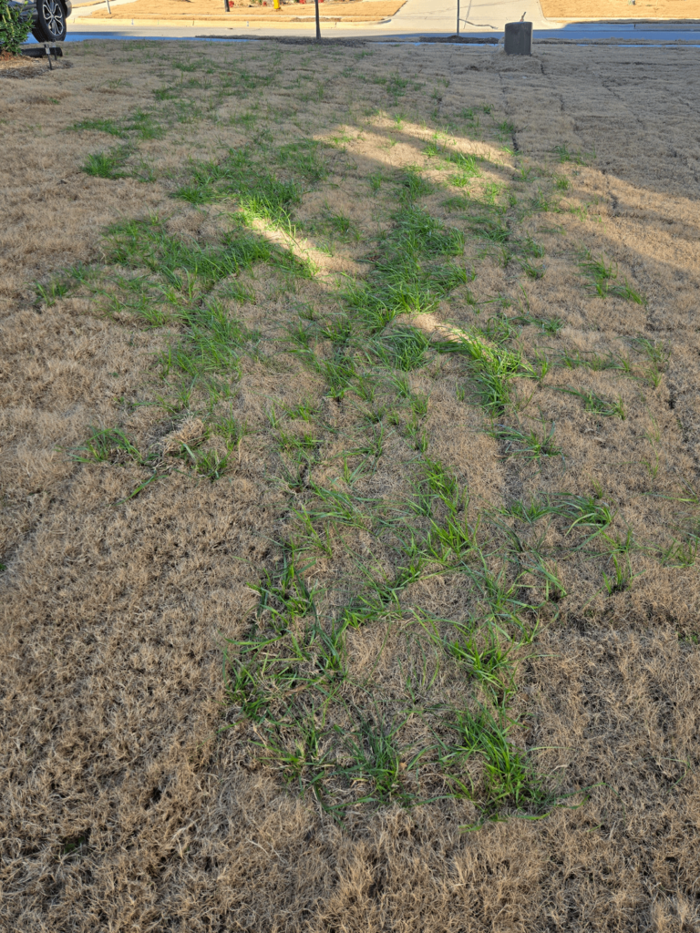 Winter weed spreading in new sod