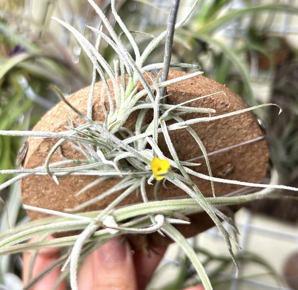 T. crocata X T. usneoides