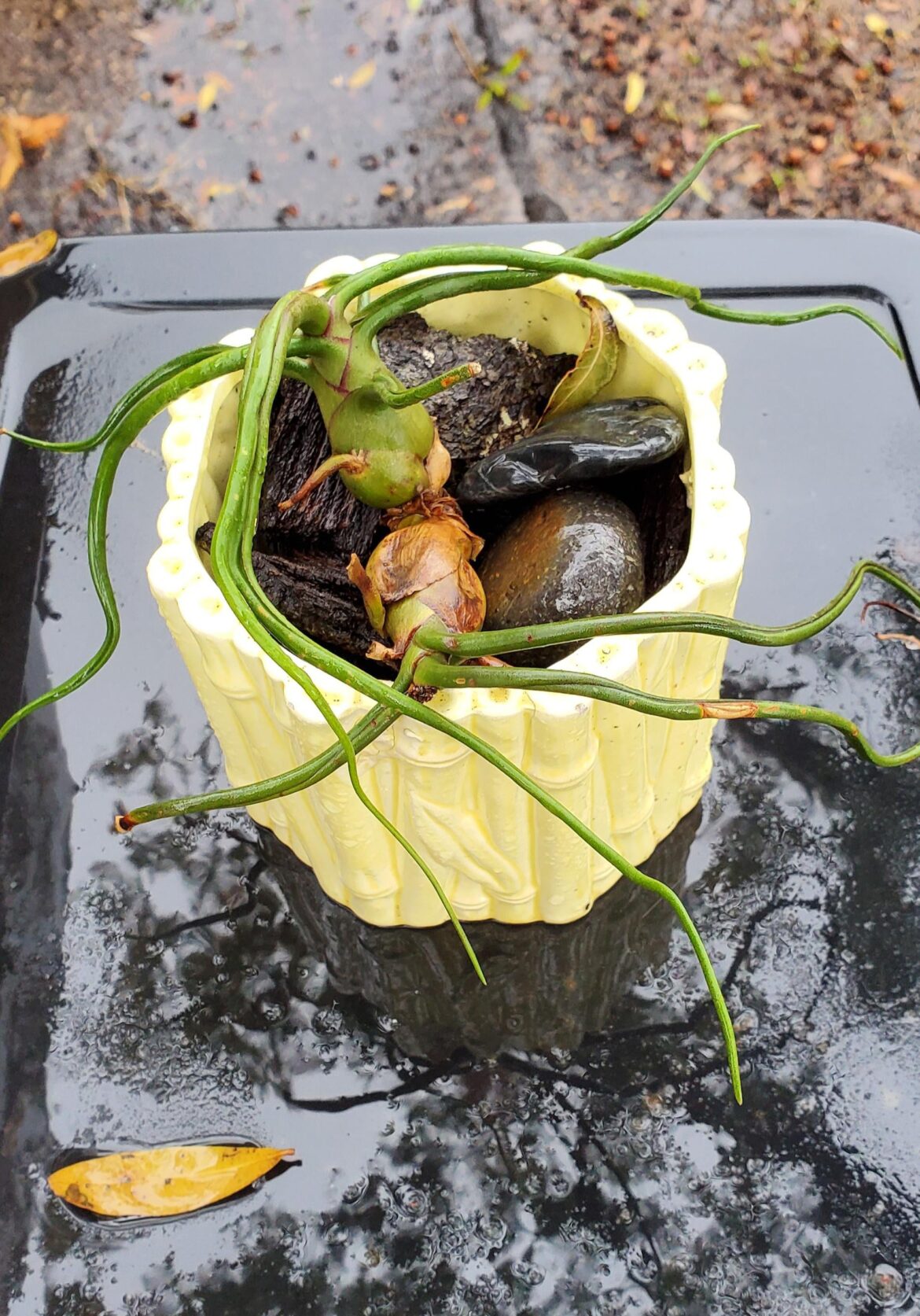 Yellow pot T bulbosa getting ready to bloom ?