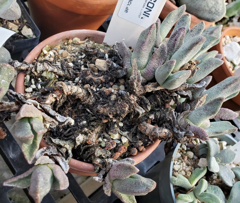 Pleiospilos compactus university specimen