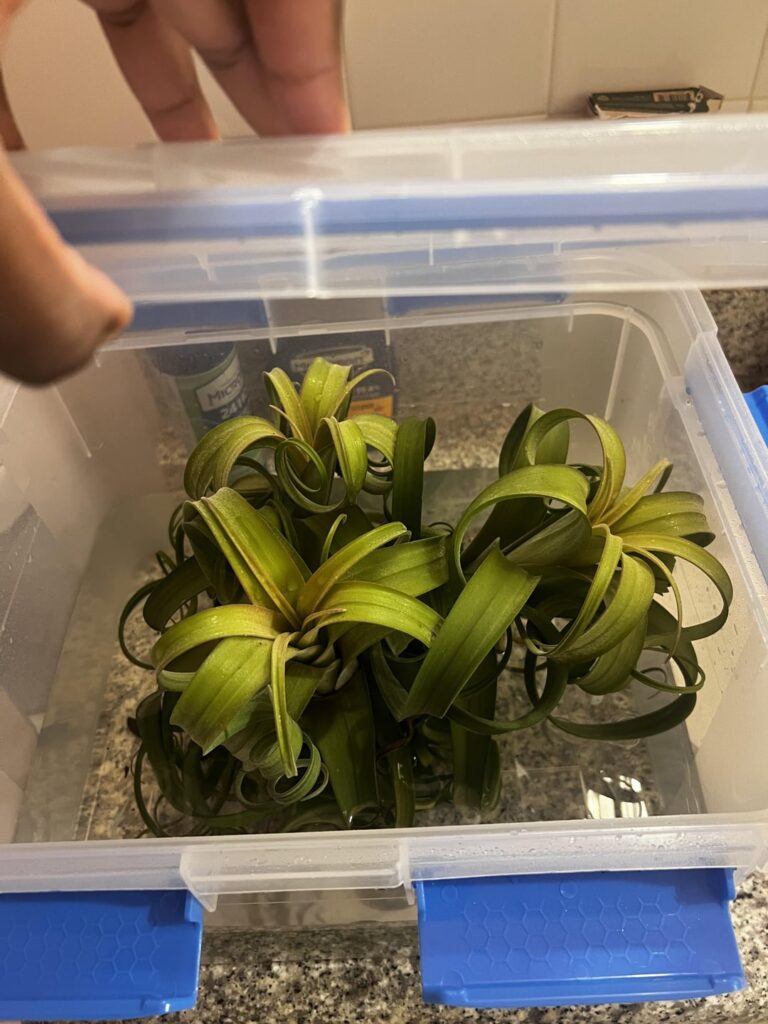 Is this an okay way to water T. curly Slim? Will it be okay from rot. Is this an okay way to water T. curly Slim? Will it be okay from rot.