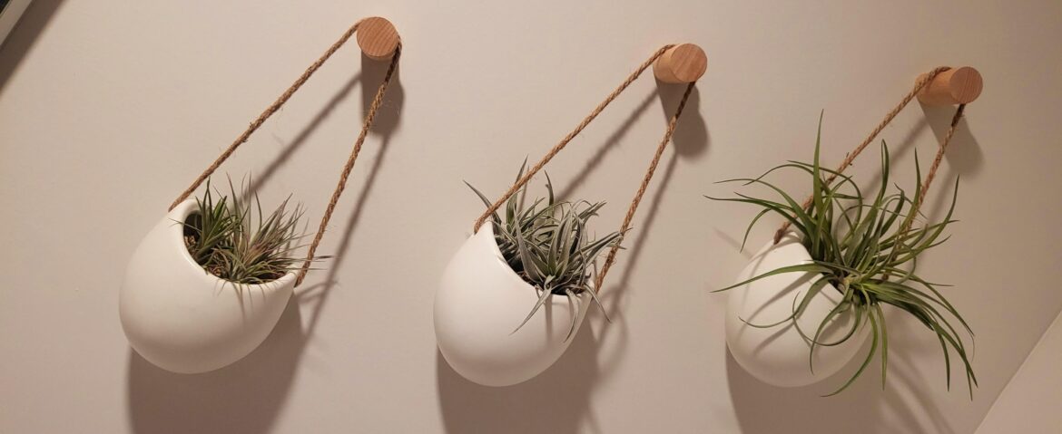 Help. I have no idea what i have.