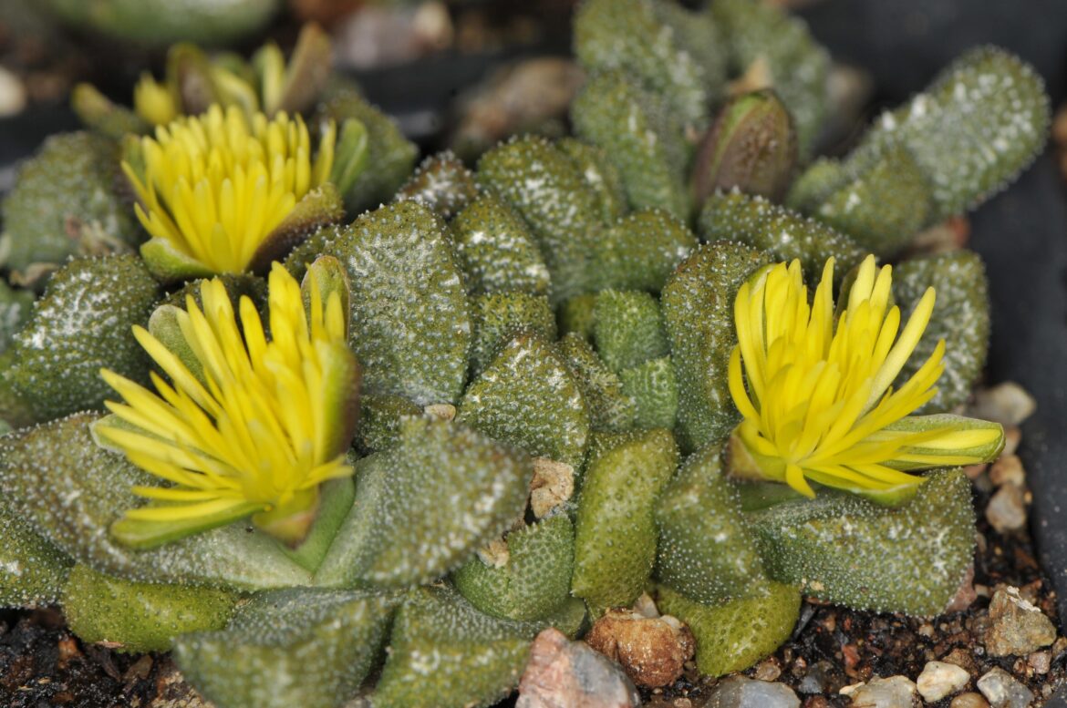 Stomatium flowers from seeds sown in mid-February 2024 (Mesa Garden 1867.6)