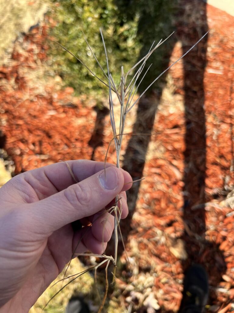 Yellow Grass in Winter Yellow Grass in Winter