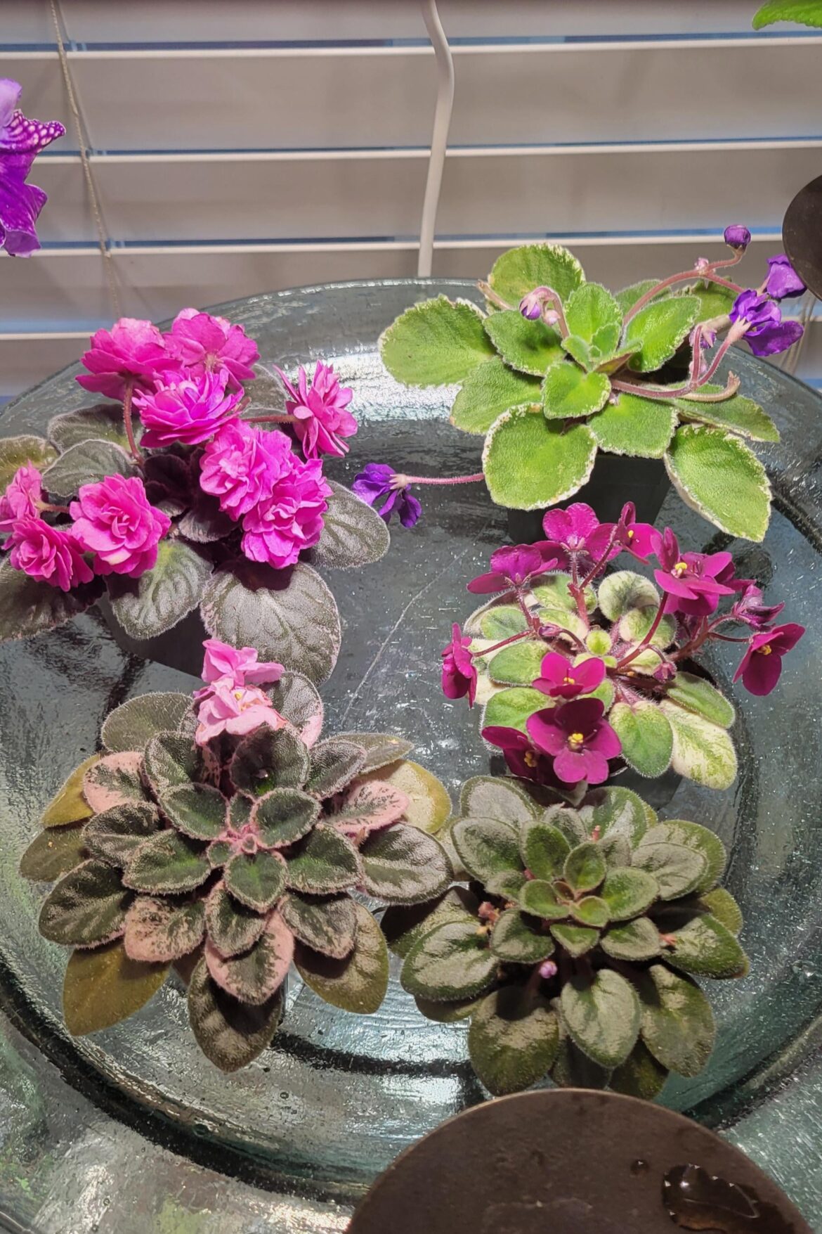 Repotting