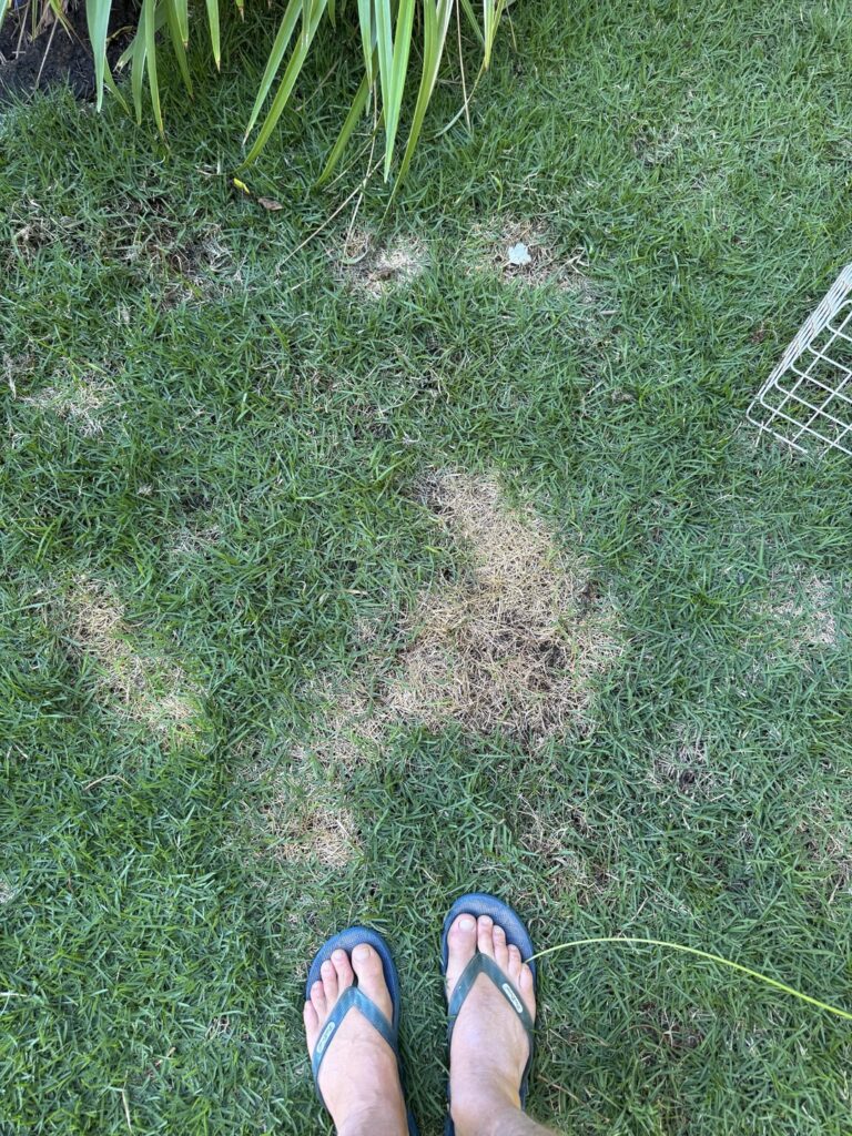 What to do about yellow grass? Is this from my dogs pee?