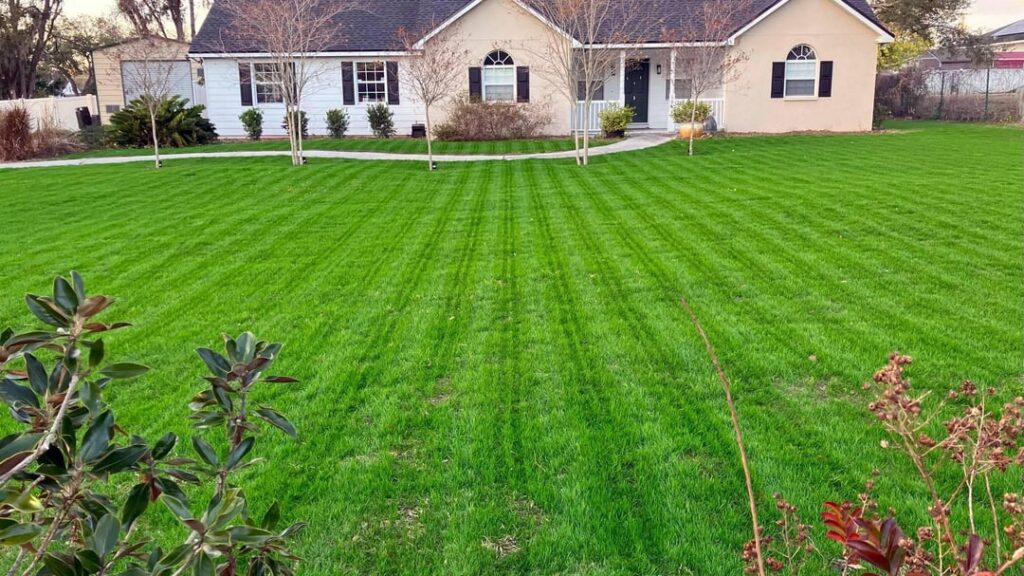 Fireball Hattrick Lawn in 25 Days - Central Florida Winter Reno Project - First Mow