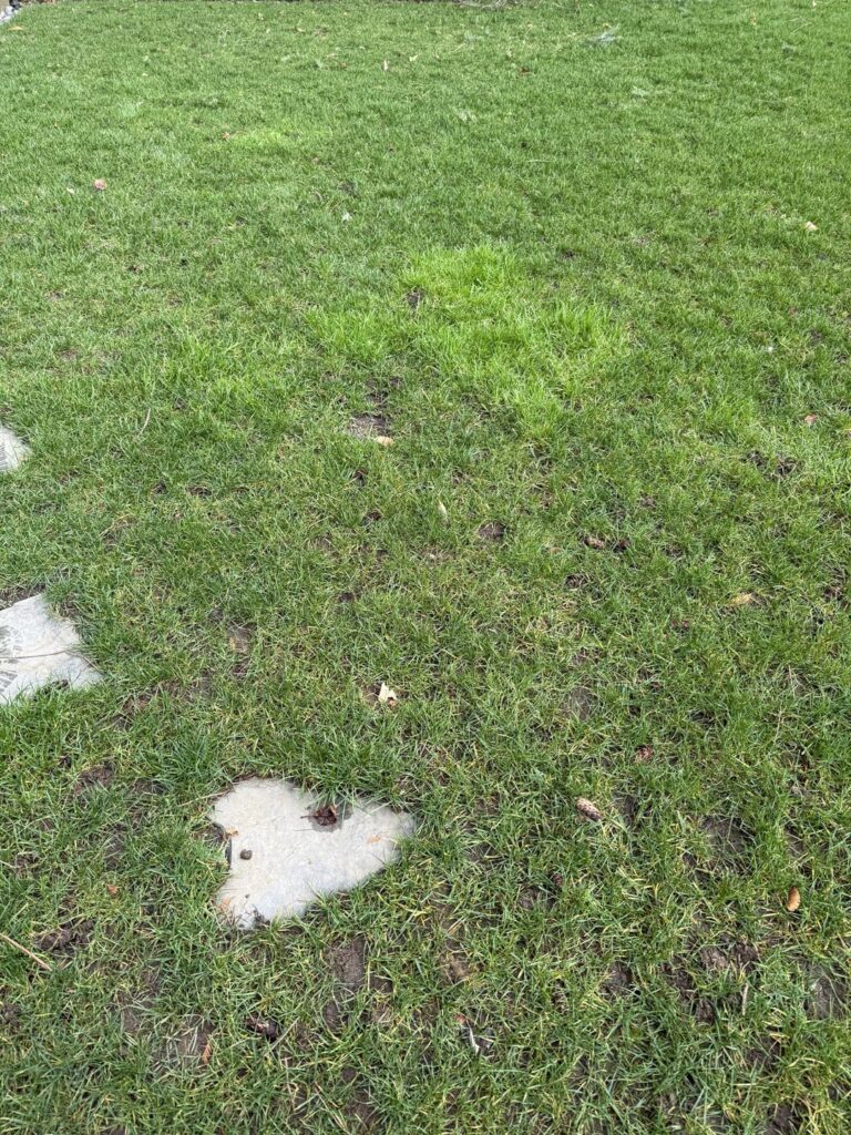 PNW Weeds Growing Already?