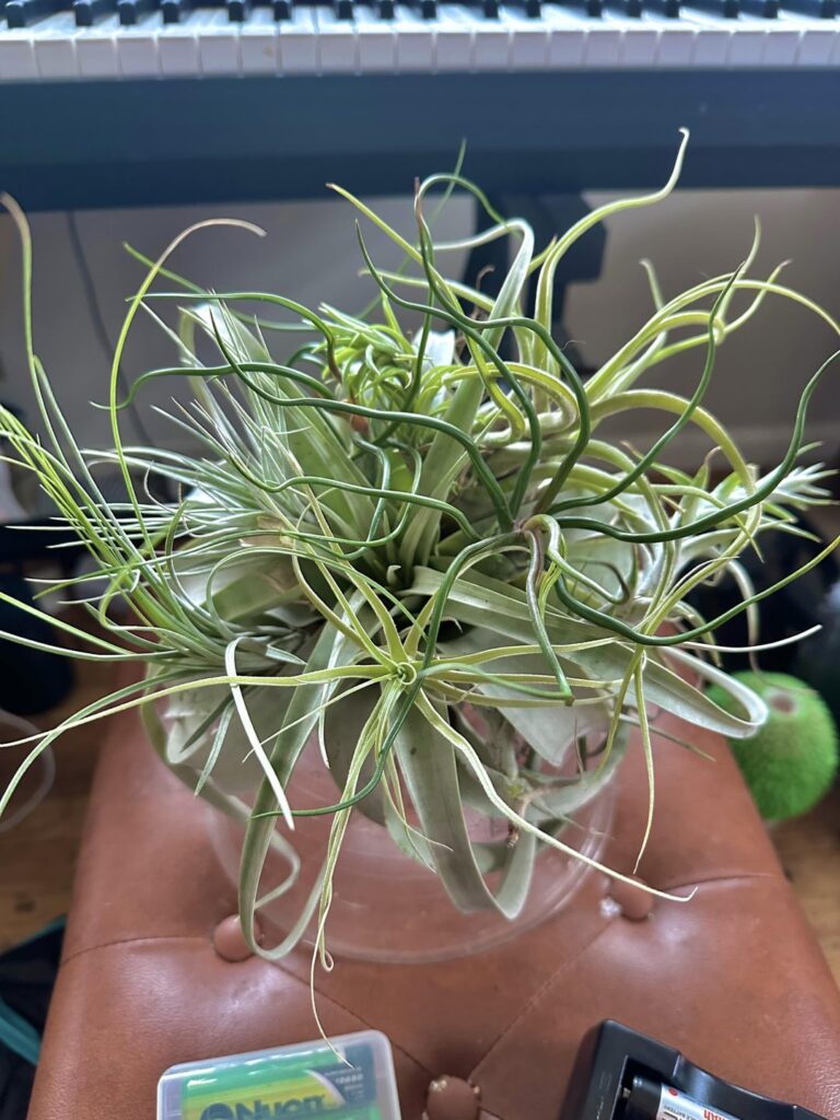 Air plant bouquet