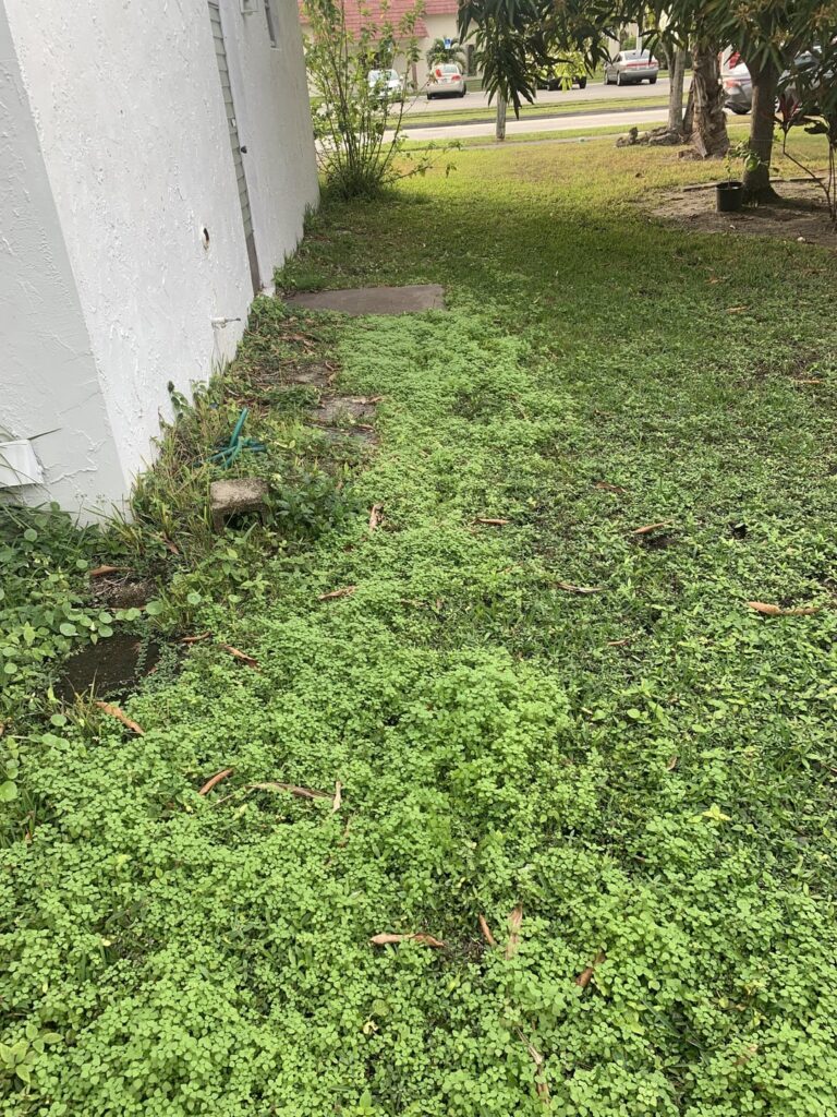 Is this lawn beyond repair?