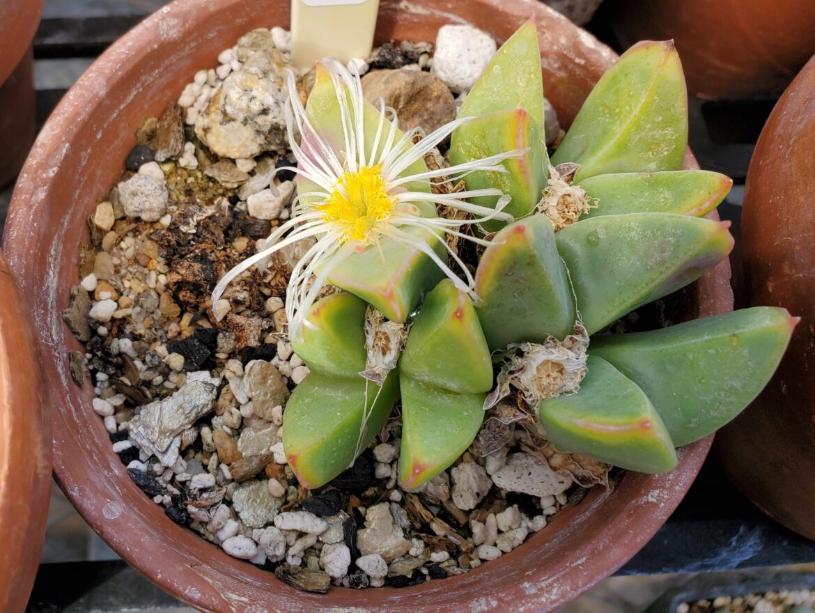 Conophytum herreanthus university specimen