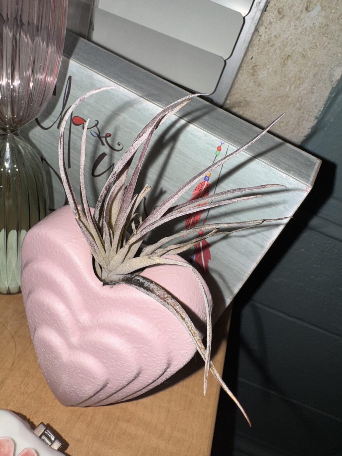 Advice for a first time air plant owner?