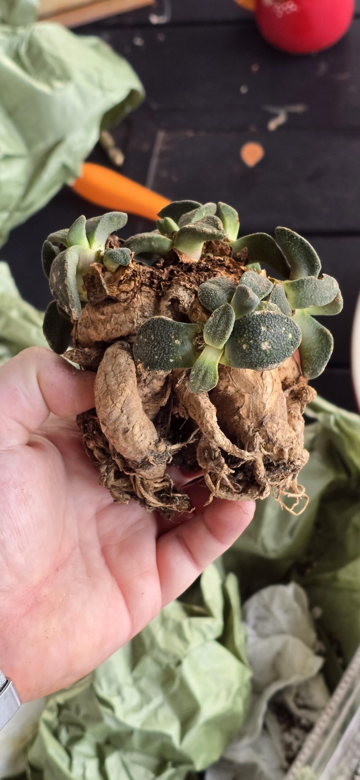 Aloinopsis rubreleanata did pretty good being in the mail for over 2 weeks below freezing