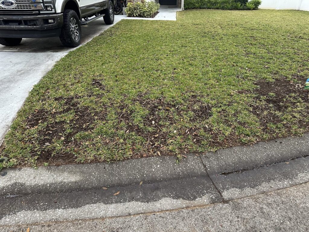 How to stop root rot? St. Augustine sod was laid 12 months ago and now it’s all dying in patches. Tampa FL
