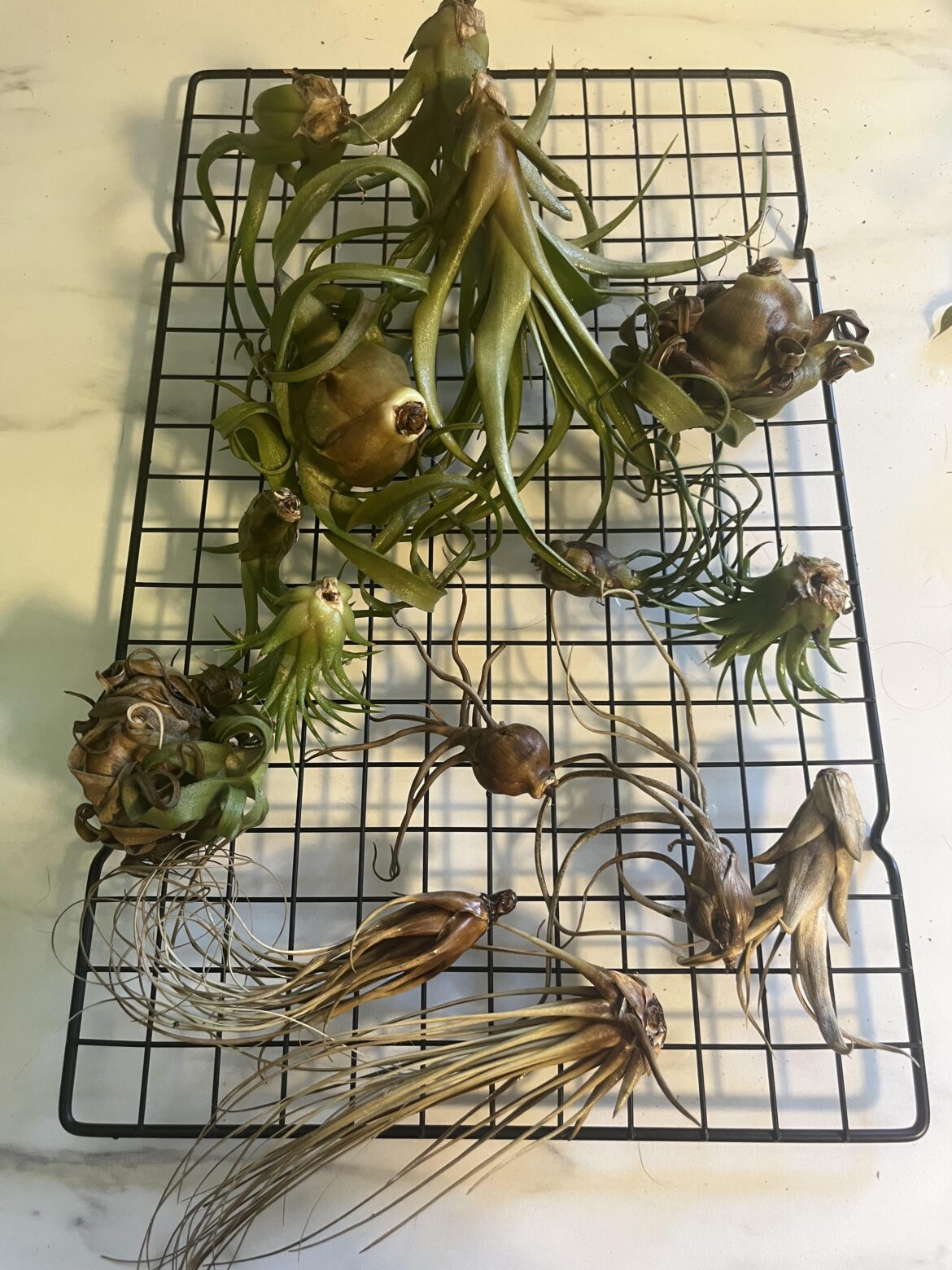 Lost several Lost several