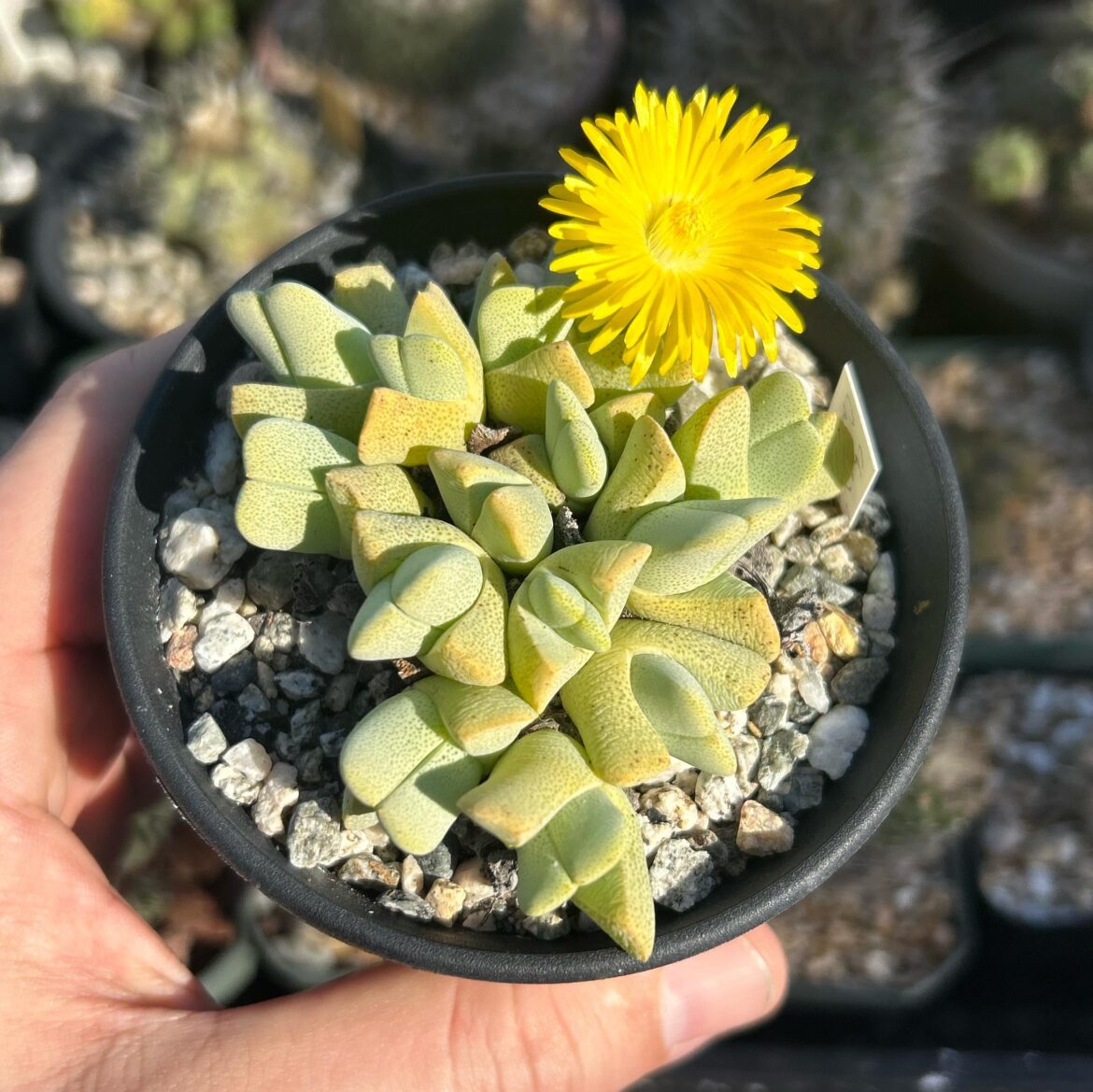 Cheiridopsis caroli-schmidtii