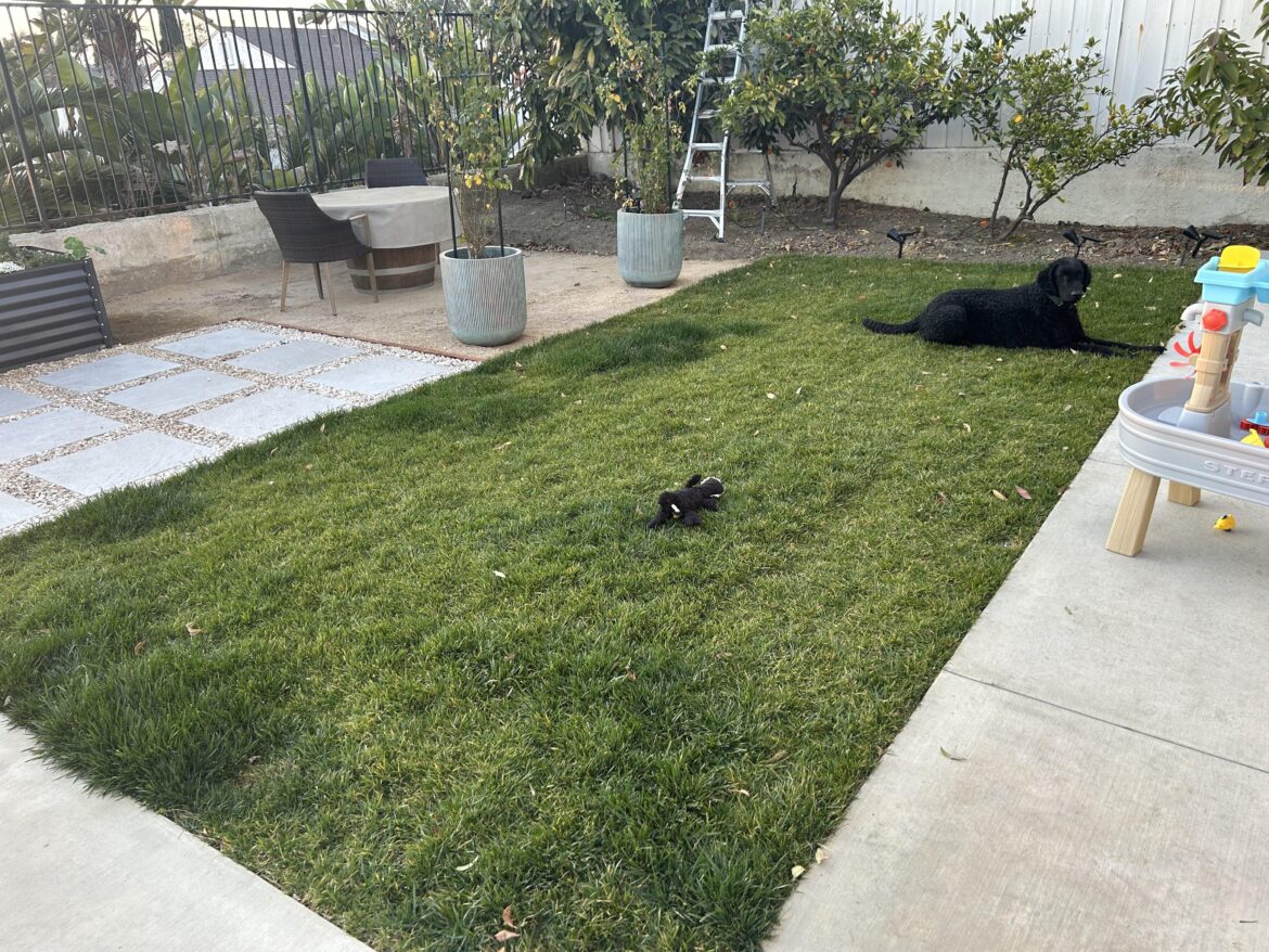 Help with new lawn Help with new lawn