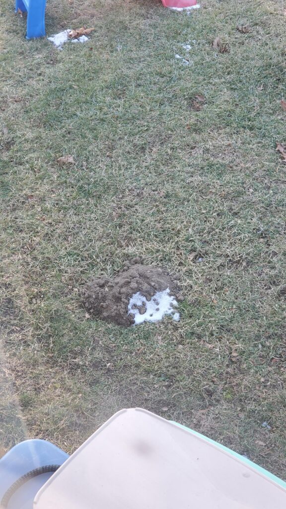 What type of creature is making these dirt mounds?