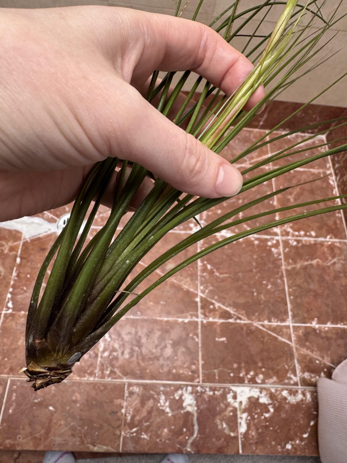 Successful rescue Successful rescue