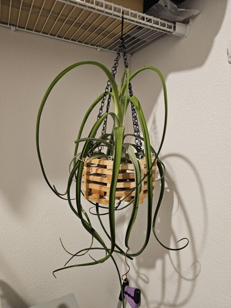 What type of vessel should i use for this quick growing curly? What type of vessel should i use for this quick growing curly?