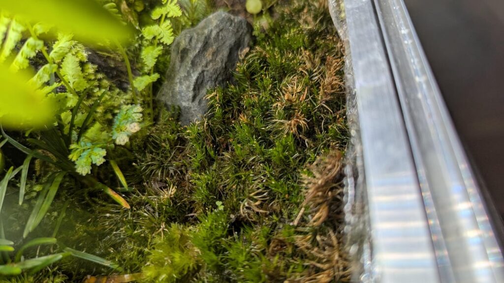 White Tips on Moss