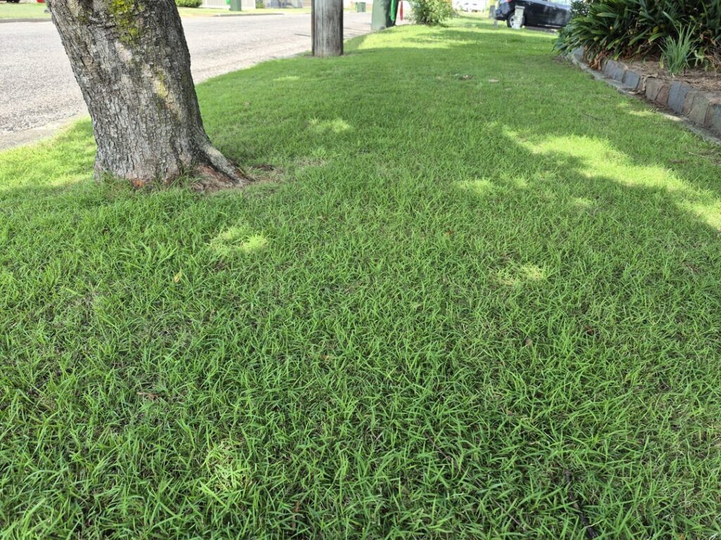 Lawn ID and Zoysia question Lawn ID and Zoysia question