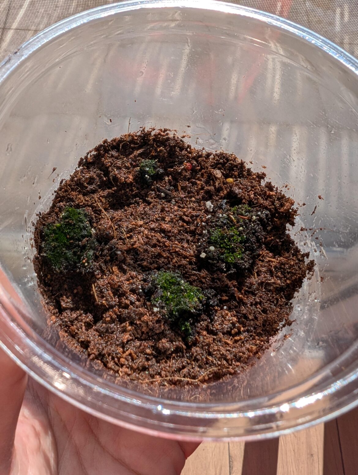 A small moss experiment