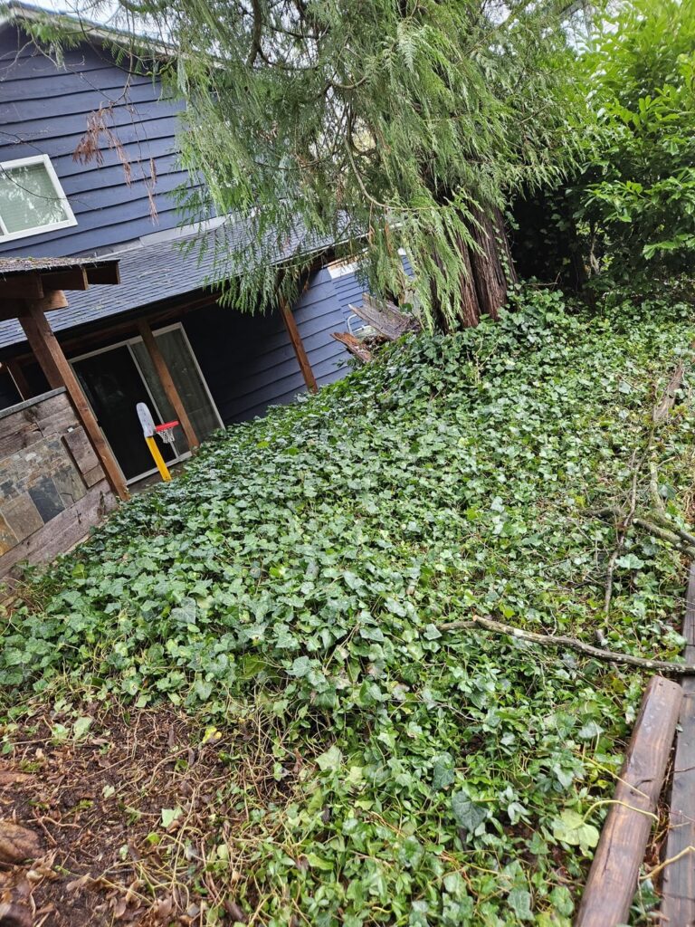 Removing common ivy with grass?