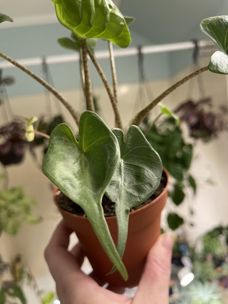 A. macrorrhiza ‘Baby Ray’.