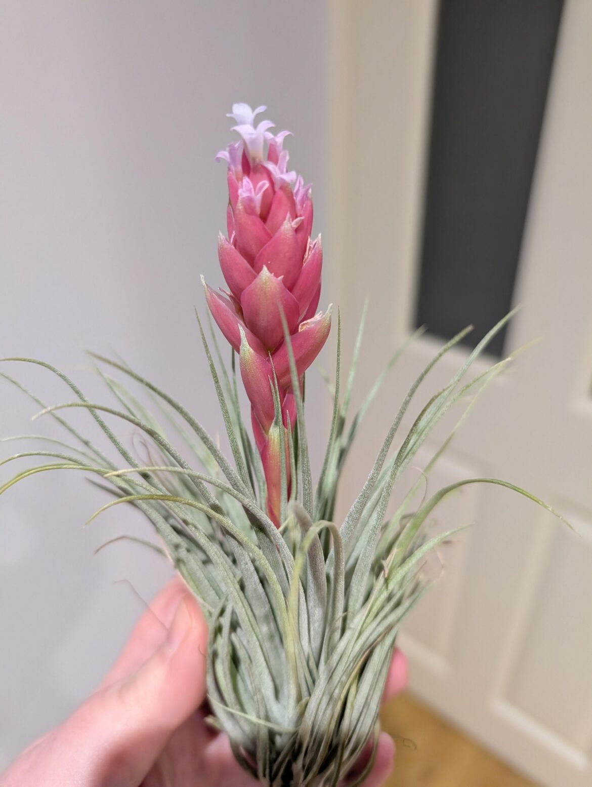 Christmas bloom (UK Yorkshire) Christmas bloom (UK Yorkshire)