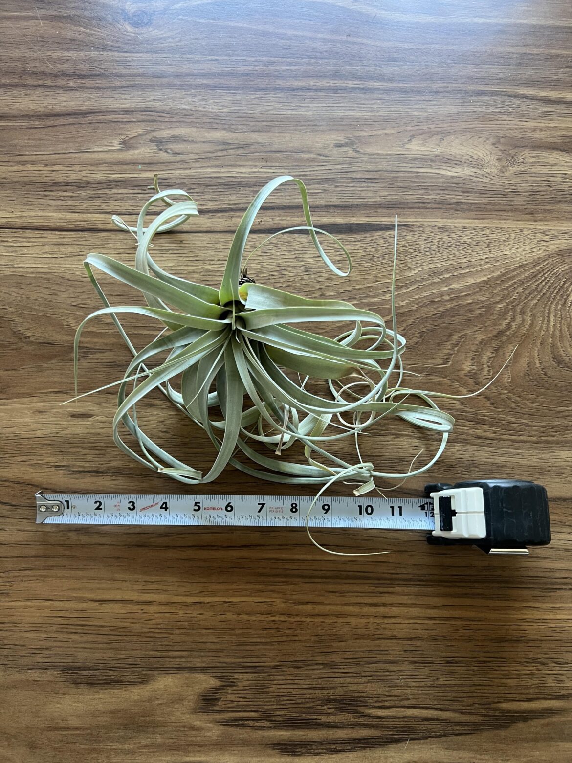 Today, I learned what an airplant is