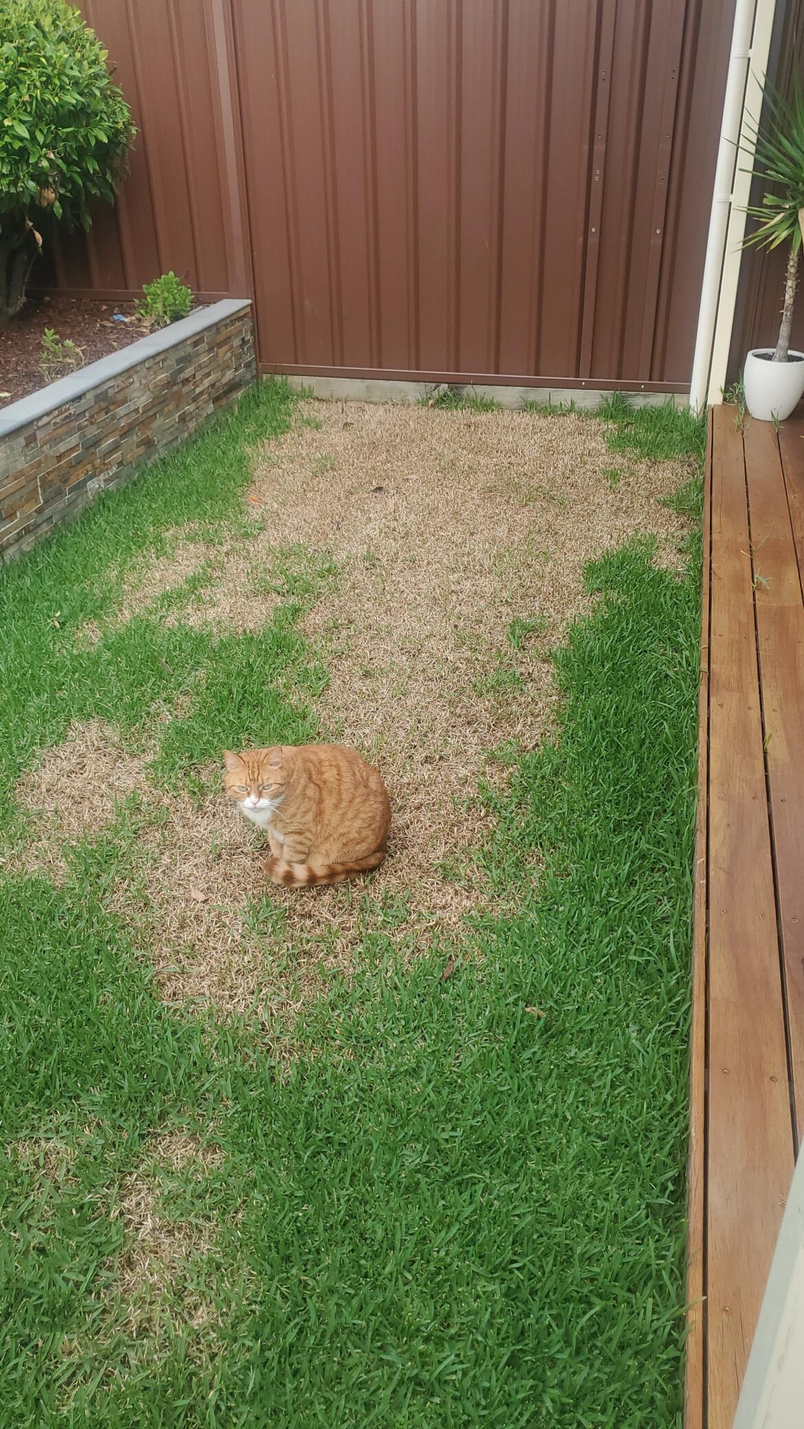 Lawn not doing so well Lawn not doing so well