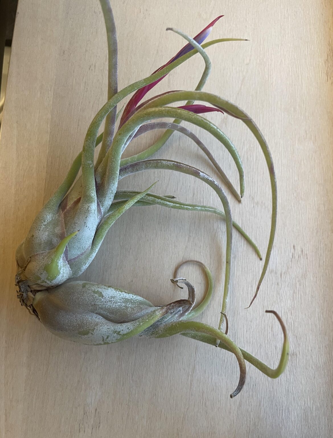 Is my medusa mom dying back at a normal pace?