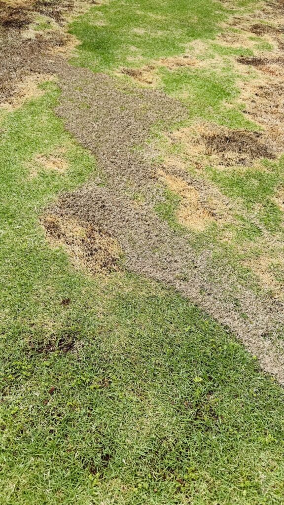 Lawn leveling and thatch Lawn leveling and thatch