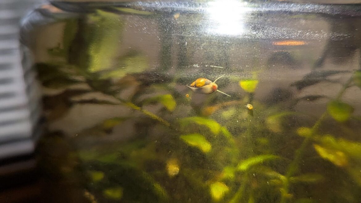Close-up of three snails of varying sizes